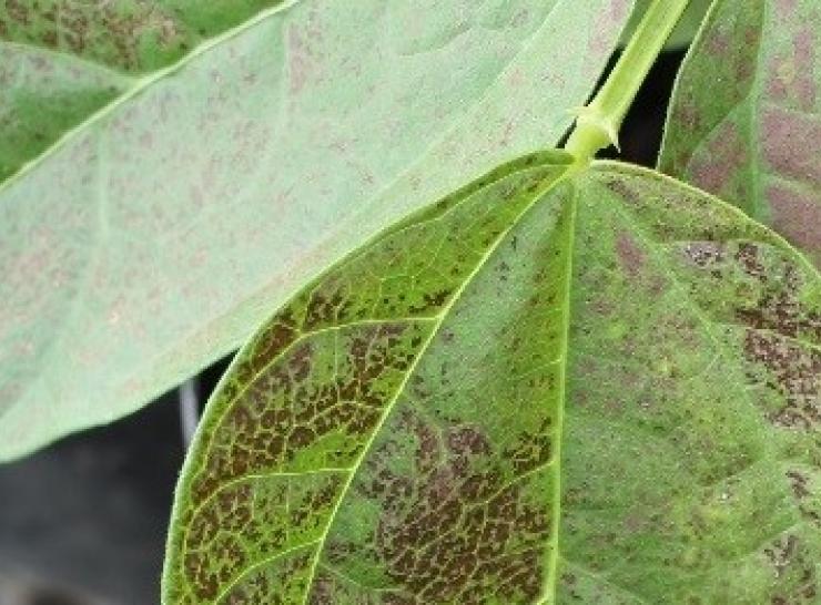 Centre for Ecology & hydrology - ICP ozone damage on bean plant