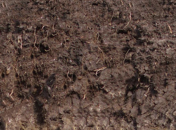 Profile of soil under an arable crop