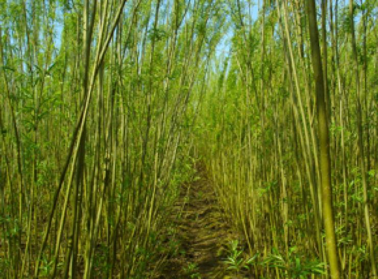 Short rotation coppice willow on farm scale experiment