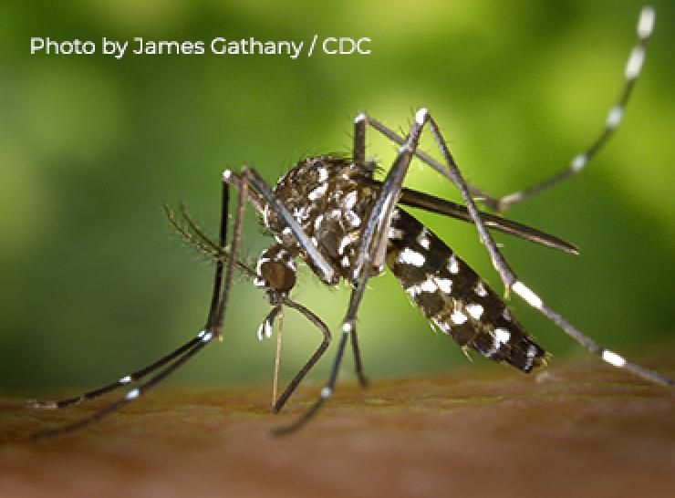 Asian tiger mosquito