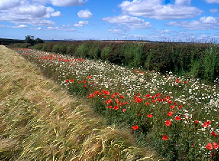 Wildflower margin Photo: Richard Pywell