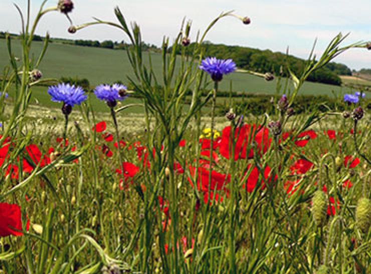 Biodiversity field experiment