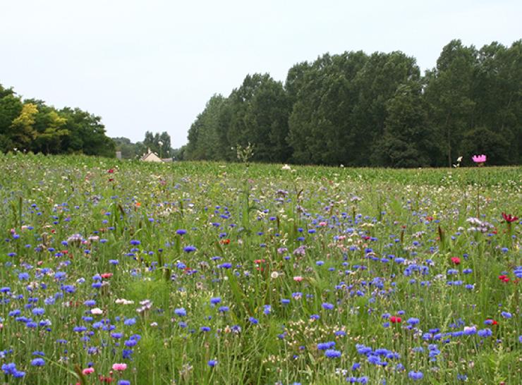 Floral resources in a field
